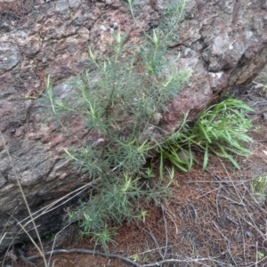 Cassinia longifolia at Cooma, NSW - 5 Sep 2022 03:04 PM