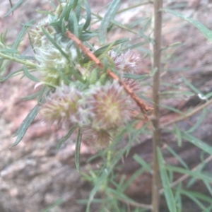Cassinia longifolia at Cooma, NSW - 5 Sep 2022
