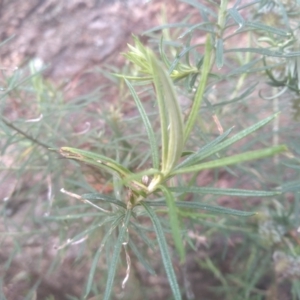 Cassinia longifolia at Cooma, NSW - 5 Sep 2022 03:04 PM