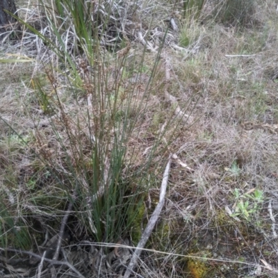 Juncus subsecundus (Finger Rush) at Cooma, NSW - 5 Sep 2022 by mahargiani