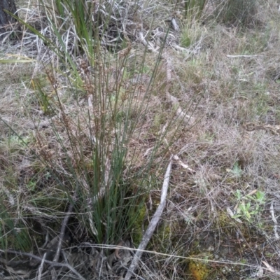 Juncus subsecundus (Finger Rush) at Cooma North Ridge Reserve - 5 Sep 2022 by mahargiani