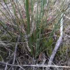 Juncus subsecundus at Cooma, NSW - 5 Sep 2022 01:56 PM