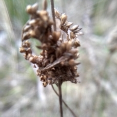 Juncus subsecundus at Cooma, NSW - 5 Sep 2022 01:56 PM