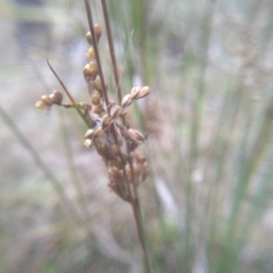 Juncus subsecundus at Cooma, NSW - 5 Sep 2022