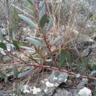 Daviesia mimosoides subsp. mimosoides at Cooma North Ridge Reserve - 5 Sep 2022 by mahargiani