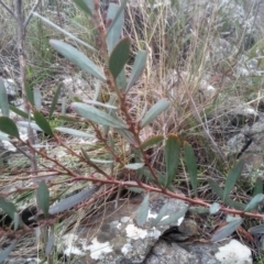 Daviesia mimosoides subsp. mimosoides at Cooma North Ridge Reserve - 5 Sep 2022 by mahargiani