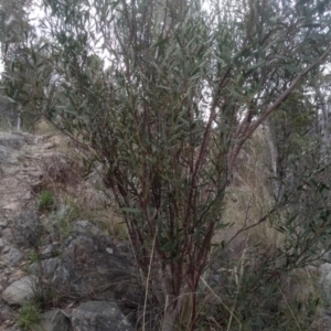 Daviesia mimosoides subsp. mimosoides at Cooma, NSW - 5 Sep 2022 02:24 PM