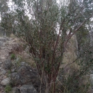 Daviesia mimosoides subsp. mimosoides at Cooma, NSW - 5 Sep 2022