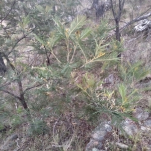 Acacia mearnsii at Cooma, NSW - 5 Sep 2022