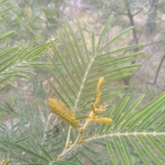 Acacia mearnsii at Cooma, NSW - 5 Sep 2022 02:26 PM