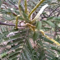 Acacia mearnsii at Cooma, NSW - 5 Sep 2022 02:26 PM