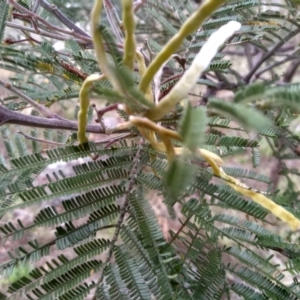 Acacia mearnsii at Cooma, NSW - 5 Sep 2022 02:26 PM