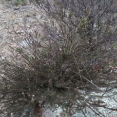 Dillwynia sericea (Egg And Bacon Peas) at Cooma North Ridge Reserve - 5 Sep 2022 by mahargiani