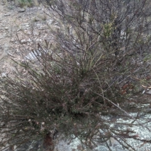 Dillwynia sericea at Cooma, NSW - 5 Sep 2022 02:58 PM