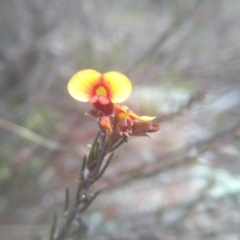 Dillwynia sericea at Cooma, NSW - 5 Sep 2022