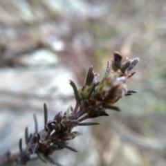 Dillwynia sericea at Cooma, NSW - 5 Sep 2022 02:58 PM