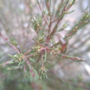 Dillwynia sericea at Cooma, NSW - 5 Sep 2022 02:58 PM