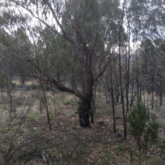 Eucalyptus dives (Broad-leaved Peppermint) at Cooma, NSW - 5 Sep 2022 by mahargiani