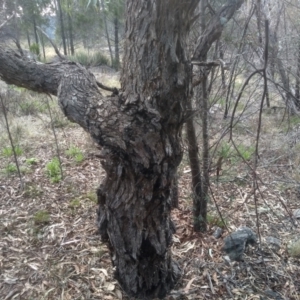 Eucalyptus dives at Cooma, NSW - 5 Sep 2022