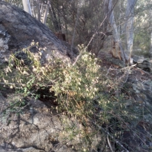 Clematis leptophylla at Cooma, NSW - 5 Sep 2022 03:18 PM