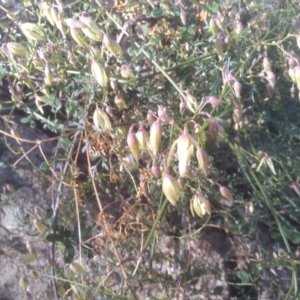 Clematis leptophylla at Cooma, NSW - 5 Sep 2022 03:18 PM