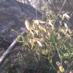 Clematis leptophylla at Cooma, NSW - 5 Sep 2022 03:18 PM