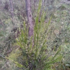 Exocarpos strictus (Dwarf Cherry) at Cooma North Ridge Reserve - 5 Sep 2022 by mahargiani
