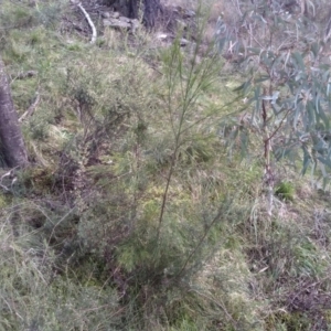 Exocarpos strictus at Cooma, NSW - 5 Sep 2022 03:32 PM