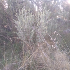 Persoonia rigida (Hairy Geebung) at Cooma North Ridge Reserve - 5 Sep 2022 by mahargiani