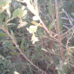 Persoonia rigida at Cooma, NSW - 5 Sep 2022 04:07 PM