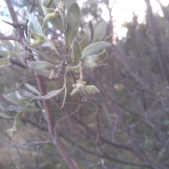 Persoonia rigida at Cooma, NSW - 5 Sep 2022