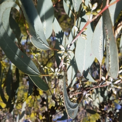 Eucalyptus nortonii (Mealy Bundy) at QPRC LGA - 5 Sep 2022 by danswell