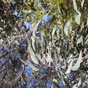 Eucalyptus nortonii at Greenleigh, NSW - 6 Sep 2022