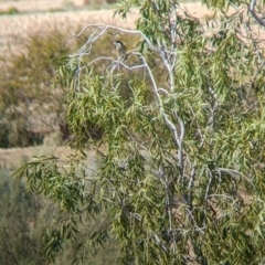 Gavicalis virescens (Singing Honeyeater) at Tibooburra, NSW - 29 Aug 2022 by Darcy