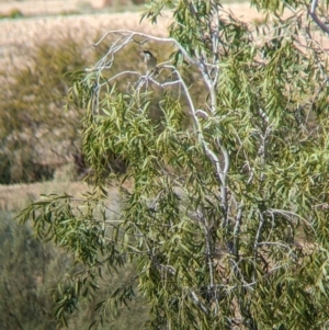 Gavicalis virescens at Tibooburra, NSW - 29 Aug 2022 12:09 PM