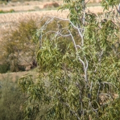 Gavicalis virescens at Tibooburra, NSW - 29 Aug 2022