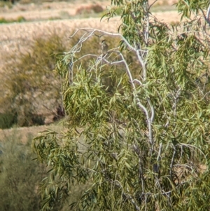 Gavicalis virescens at Tibooburra, NSW - 29 Aug 2022