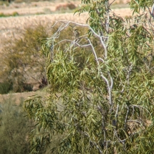 Gavicalis virescens at Tibooburra, NSW - 29 Aug 2022 12:09 PM