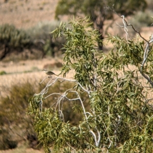 Gavicalis virescens at Tibooburra, NSW - 29 Aug 2022