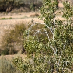 Gavicalis virescens at Tibooburra, NSW - 29 Aug 2022