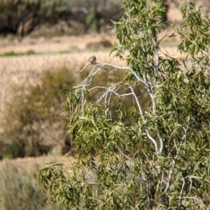 Gavicalis virescens at Tibooburra, NSW - 29 Aug 2022 12:09 PM