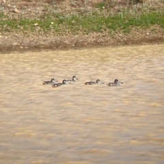 Malacorhynchus membranaceus (Pink-eared Duck) at Tibooburra, NSW - 29 Aug 2022 by Darcy