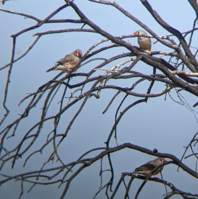 Taeniopygia guttata (Zebra Finch) at Tibooburra, NSW - 29 Aug 2022 by Darcy