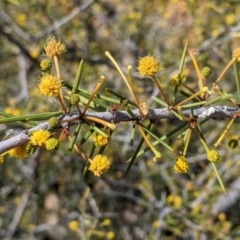 Acacia tetragonophylla (Dead Finish) at Tibooburra, NSW - 29 Aug 2022 by Darcy