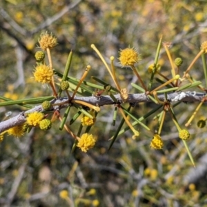 Acacia tetragonophylla at Tibooburra, NSW - 29 Aug 2022 12:31 PM