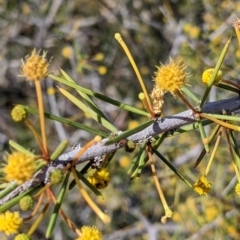 Acacia tetragonophylla at Tibooburra, NSW - 29 Aug 2022