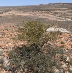 Acacia tetragonophylla at Tibooburra, NSW - 29 Aug 2022