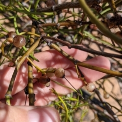 Amyema preissii (Wire-leaved Mistletoe) at Sturt National Park - 29 Aug 2022 by Darcy
