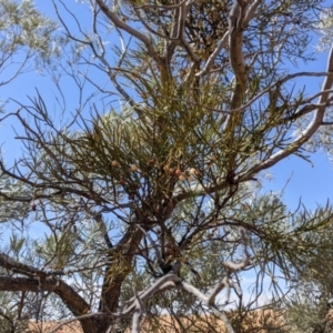 Amyema preissii at Tibooburra, NSW - 29 Aug 2022