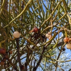 Amyema preissii at Tibooburra, NSW - 29 Aug 2022